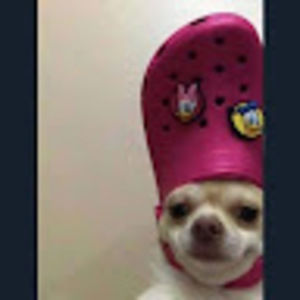 Meet your Posher, Zukus